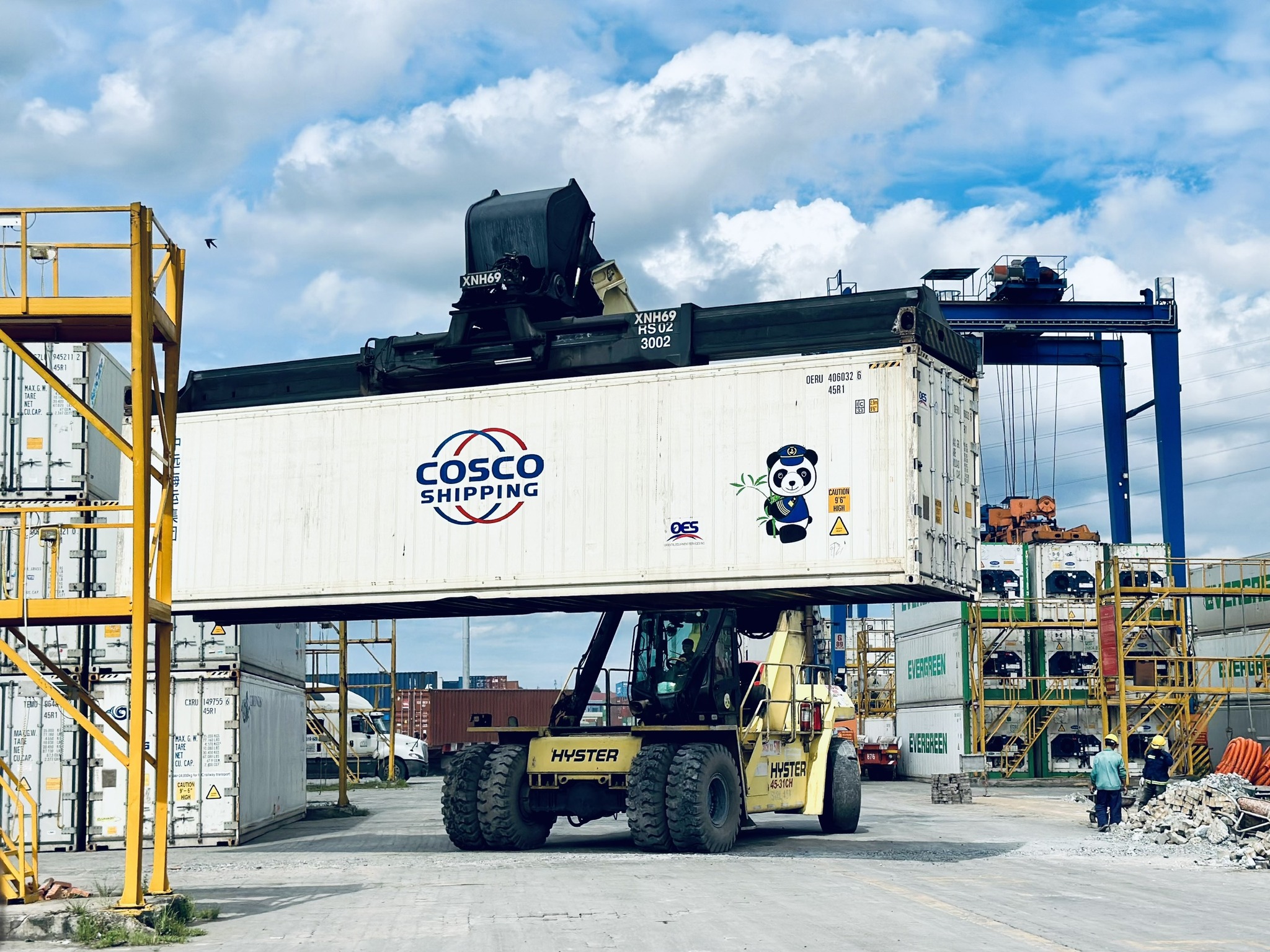 Dragon fruit harvest