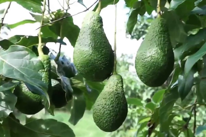 Avocado packing