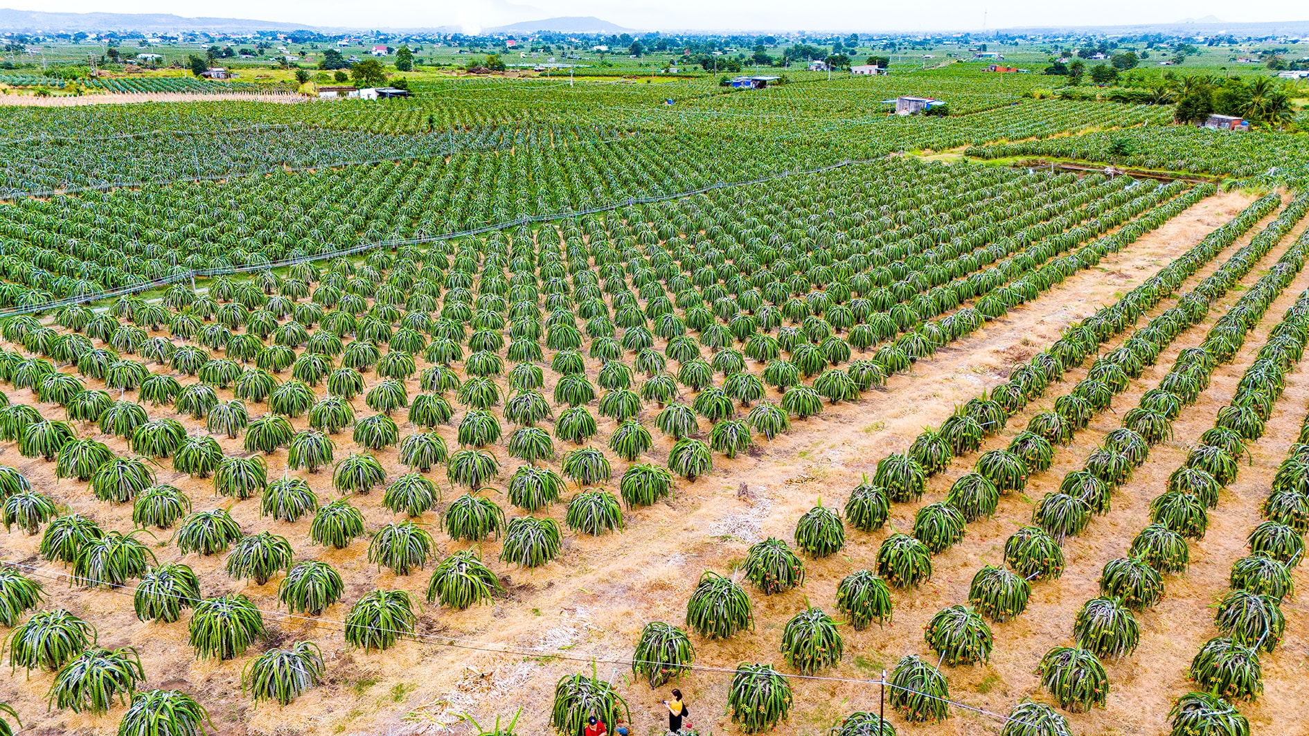 Dragon fruit plantation aerial view