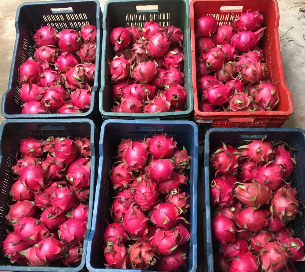 Dragon fruit packed in export cartons